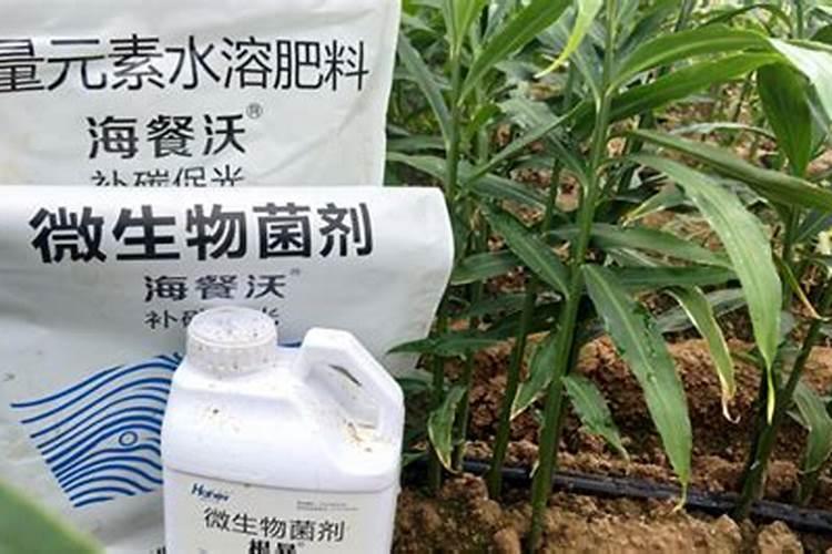 兰花喷叶面肥和浇水需要注意些什么