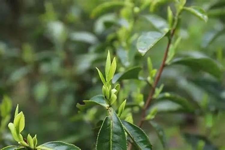 大豆花期喷什么叶面肥好