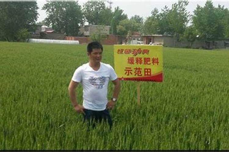 黄瓜结果期怎么施肥