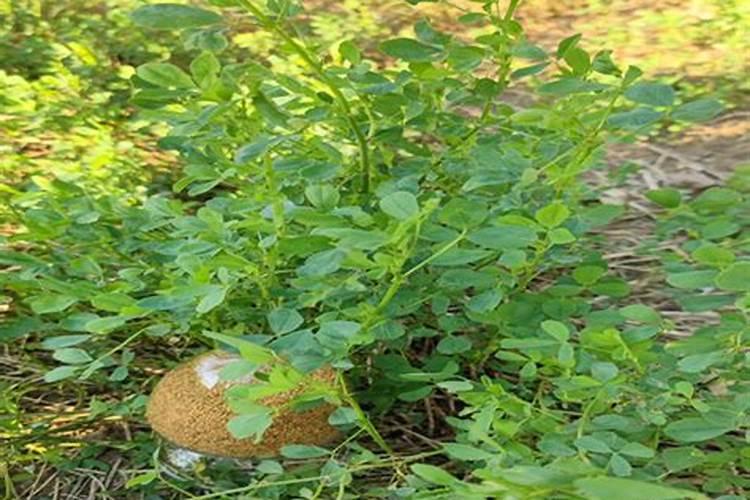 苜蓿草用什么化肥好