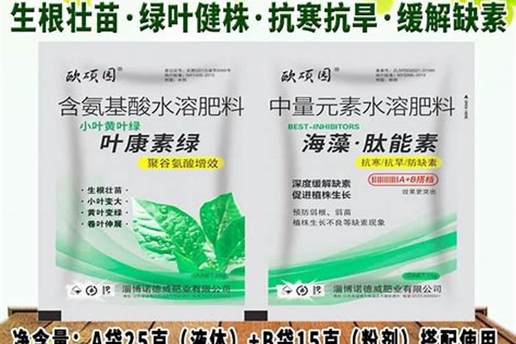 过冬莴笋什么时候种植最好