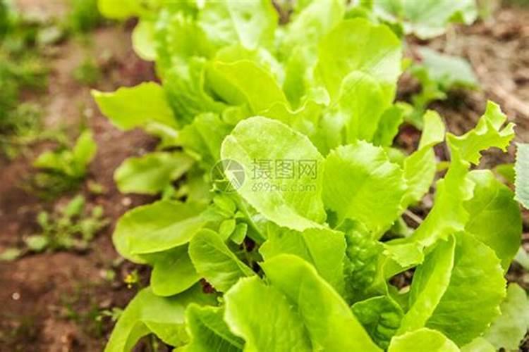 莴笋叶需要用水焯一下吗
