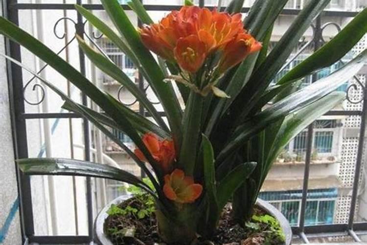 花生开花期能打叶面肥吗？