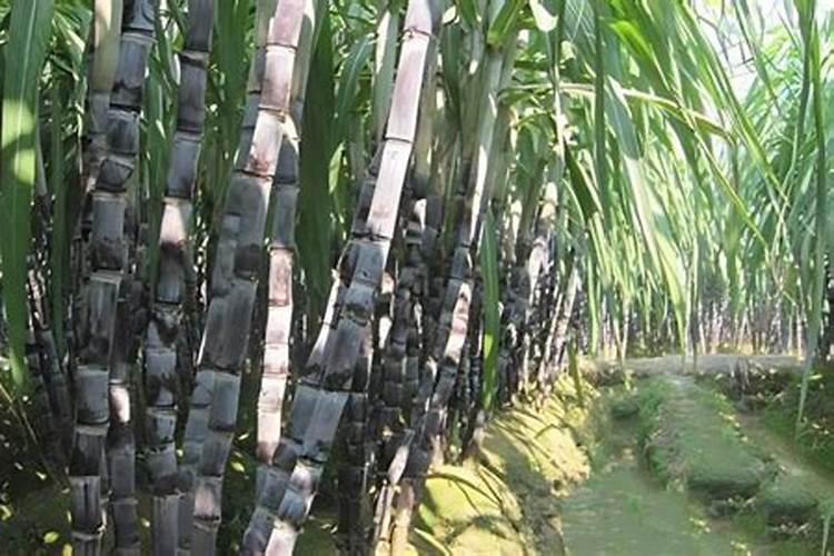 怎样判断兰花缺水 给兰花正确浇水的方法