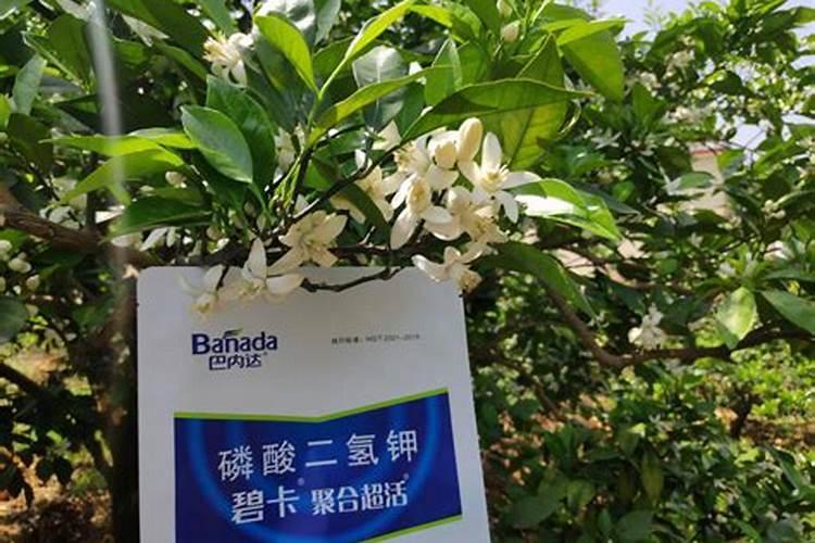 柑橘用什么肥料最好
