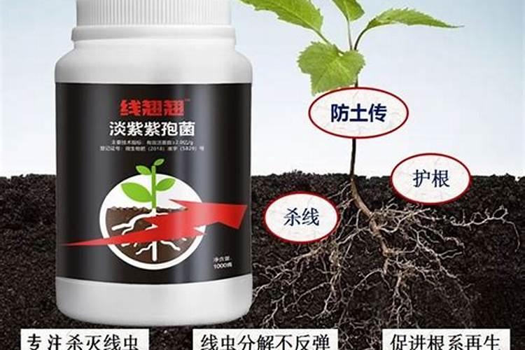 油菜施叶面硼肥会烧苗吗？