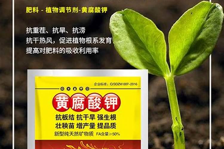 狗狗尿毒症的症状