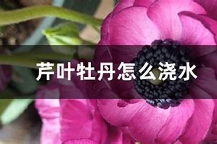春季芹叶牡丹开过花后怎么处理
