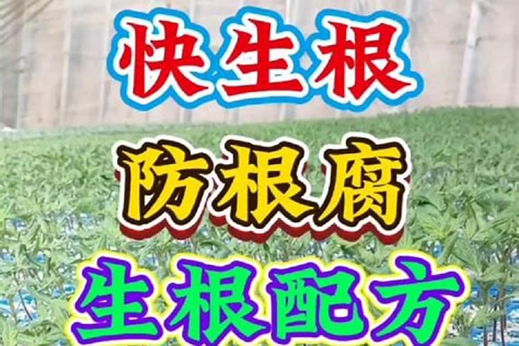 水培植物用什么肥料叶子绿最有效果 水养加什么肥长得快