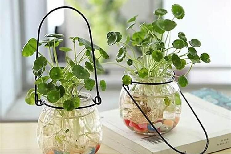 水培植物放什么长得好