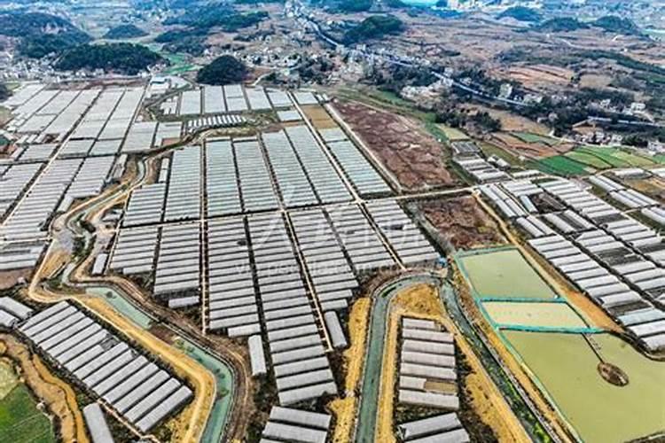 大棚蔬菜应该用什么肥料？