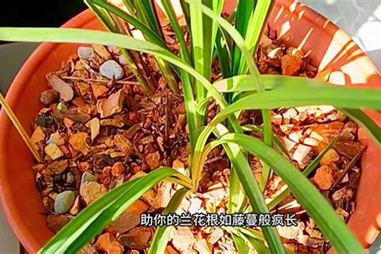 建水燕子洞几月有燕子