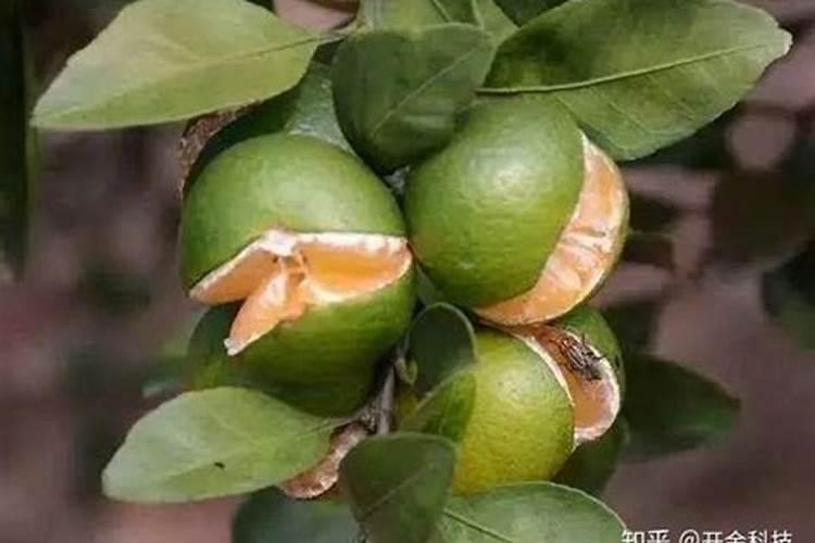 氨基酸叶面肥与钙肥能混用吗