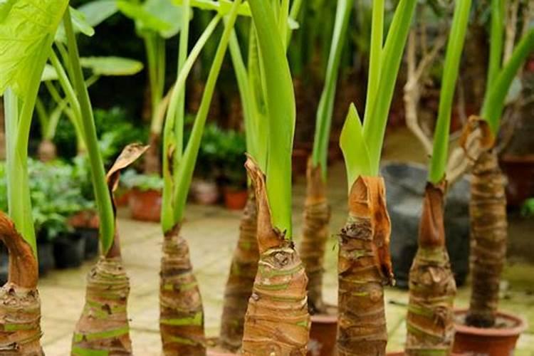 扦插的菊花苗床下雨天施磷肥受影响吗