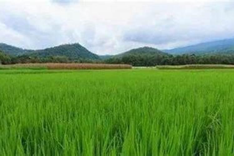 氮肥适合什么农作物 氮肥属于哪种肥料