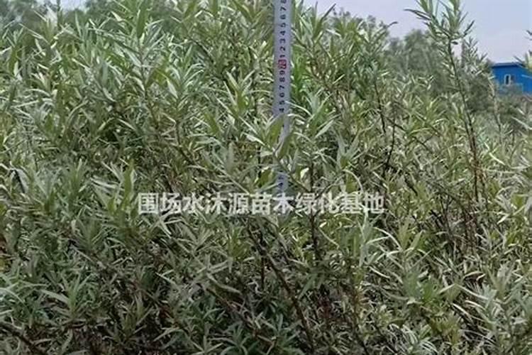 沙棘种植注意事项是什么 沙棘生长需要什么条件