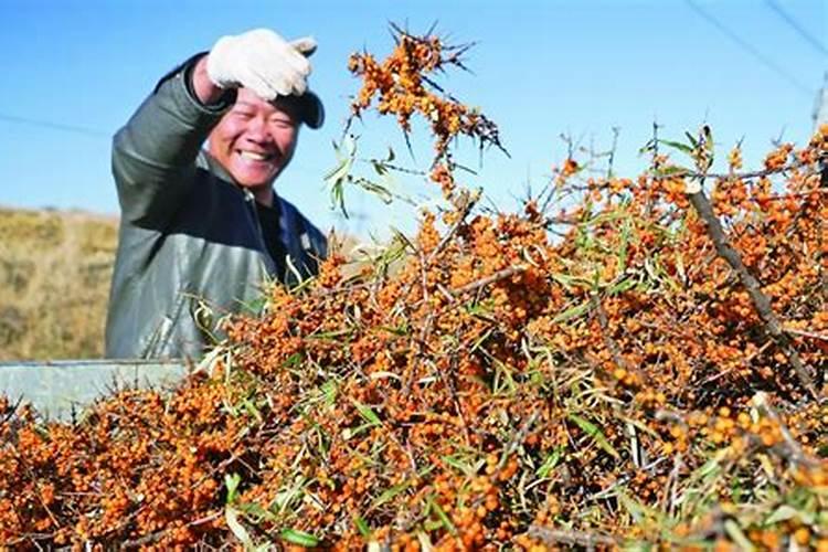 沙棘上什么肥 沙棘如何施肥