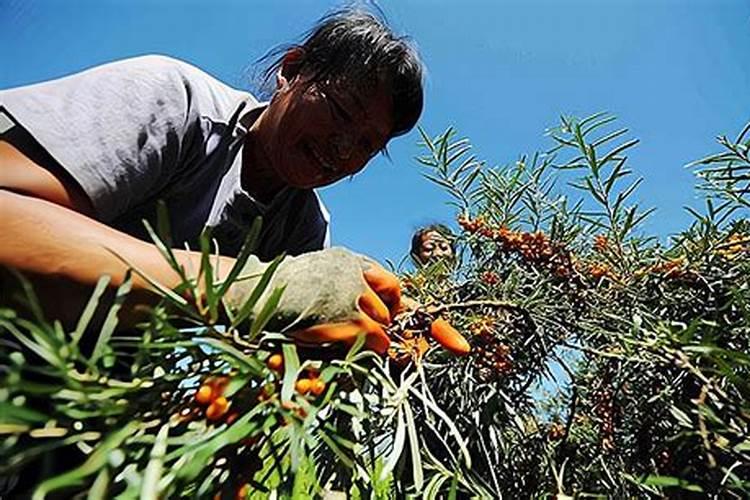 沙棘如何施肥,沙棘上什么肥