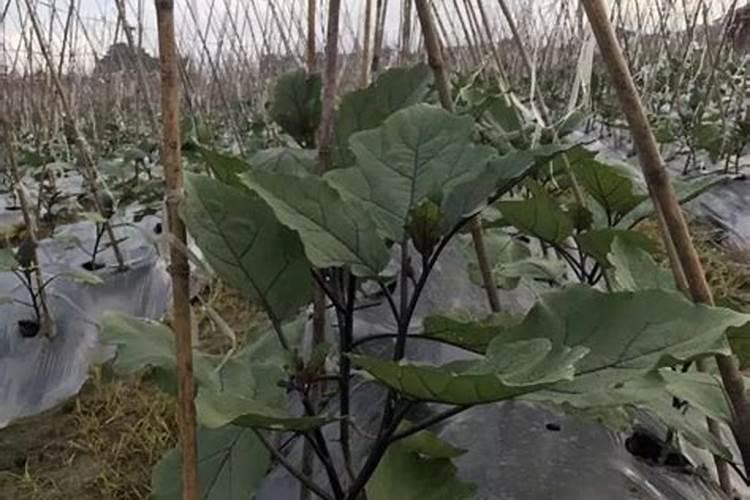 水溶肥水溶肥料的种类