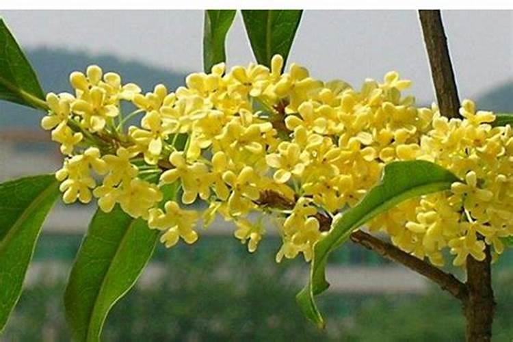 桂花树移植多久施肥 桂花树移植后何时开始施肥？