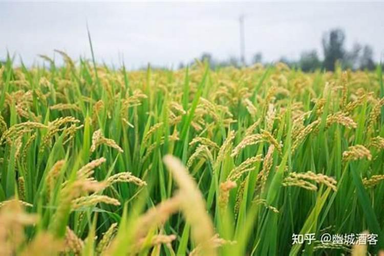 水稻一亩地用多少钾肥
