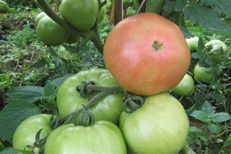 西红柿膨果后,应该用什么肥？