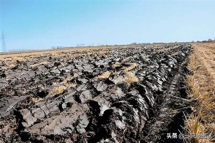 为什么黑土淋溶强但土地肥沃？