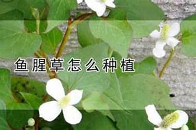 种鱼腥草用什么肥料最好