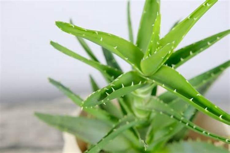 沃柑几月开花结果