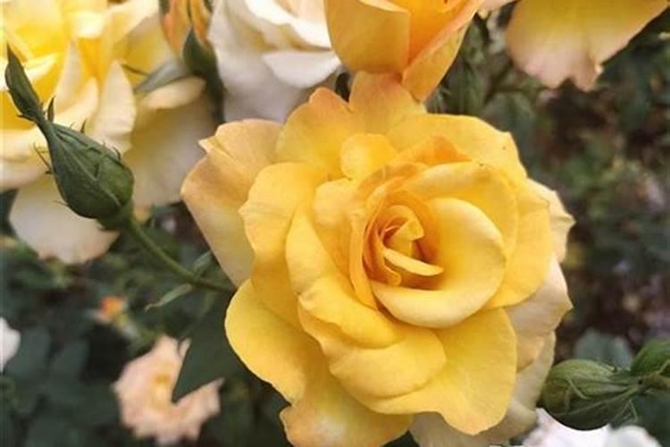 月季花多久施肥一次月季花施肥时间