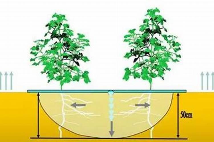 发霉了的大米可以埋在土里当肥料种庄稼吗？