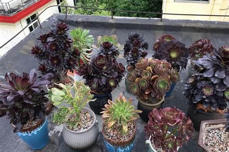 想要种植红南瓜,红南瓜经济效用如何？