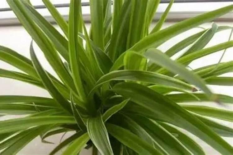 栾树的种植技术除草剂
