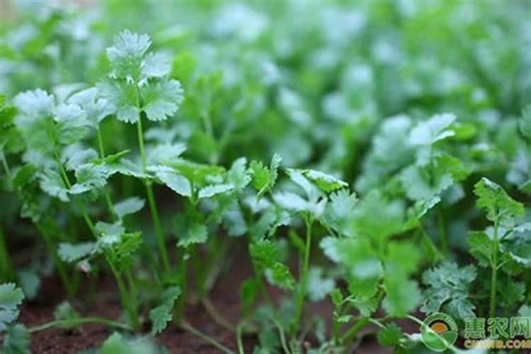 夏天香菜怎么种才不会烂 夏天香菜如何种才不会烂