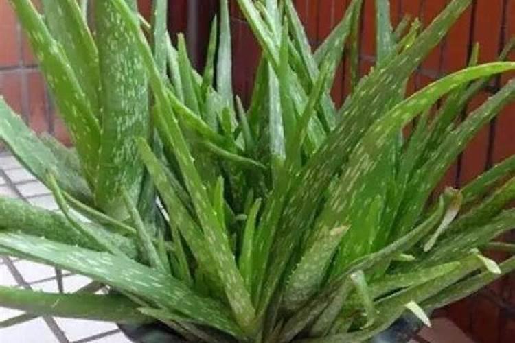 芦荟用什么肥料长得快