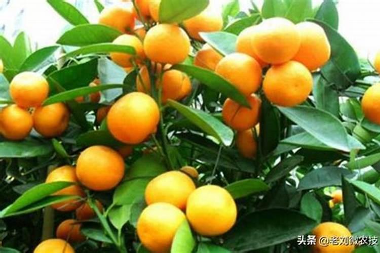 月季花苞期施什么肥 注意事项有哪些
