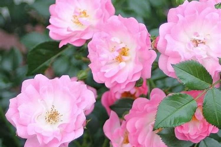 花卉肥料有哪些 选购花肥的注意事项