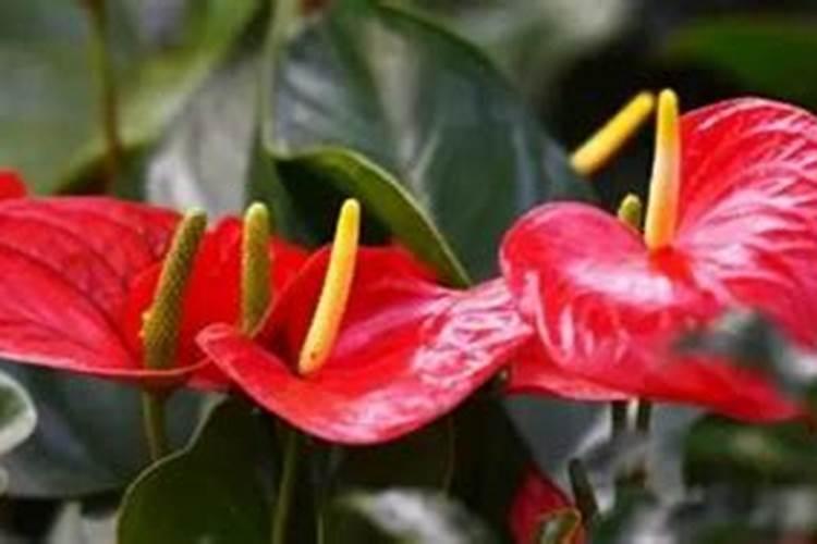 火鹤花怎么浇水火鹤花怎么浇水施肥
