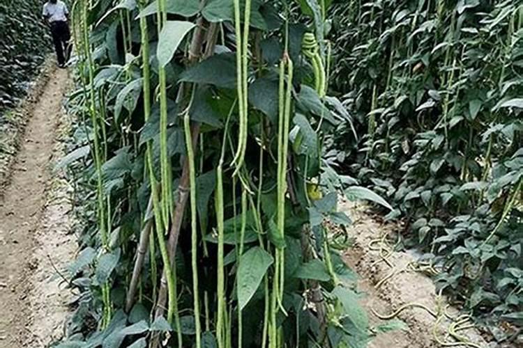 豆角多久施一次肥