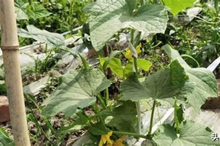 种黄瓜用什么肥料好