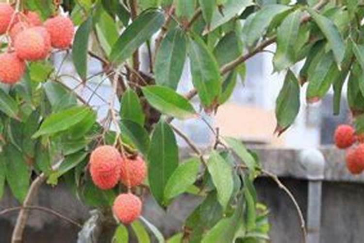 荔枝保花保果期需要施肥吗？用什么效果好