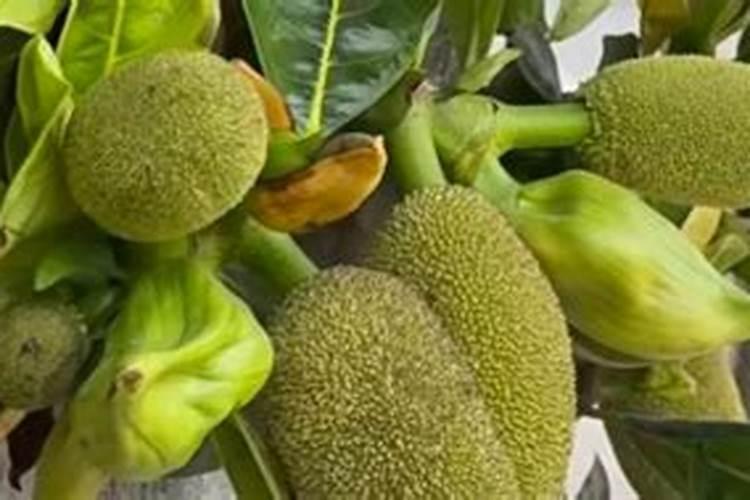 盆栽菠萝蜜能结果吗 菠萝蜜的盆栽养护方法