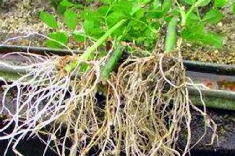 磷肥对植物的作用与功效