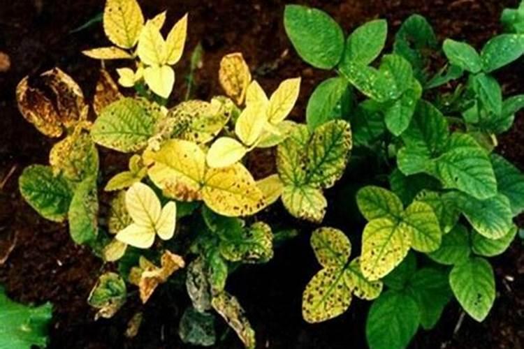 黄豆叶面肥什么时候打好 使用哪些肥料好