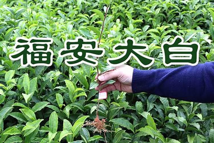 桂花树苗移栽能用水溶肥吗