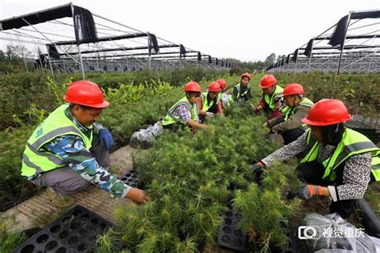 水溶肥十大名牌