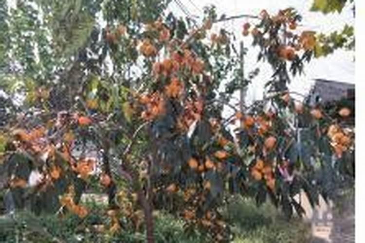 果树苗定植多久上肥果树苗定植几天后施肥最佳