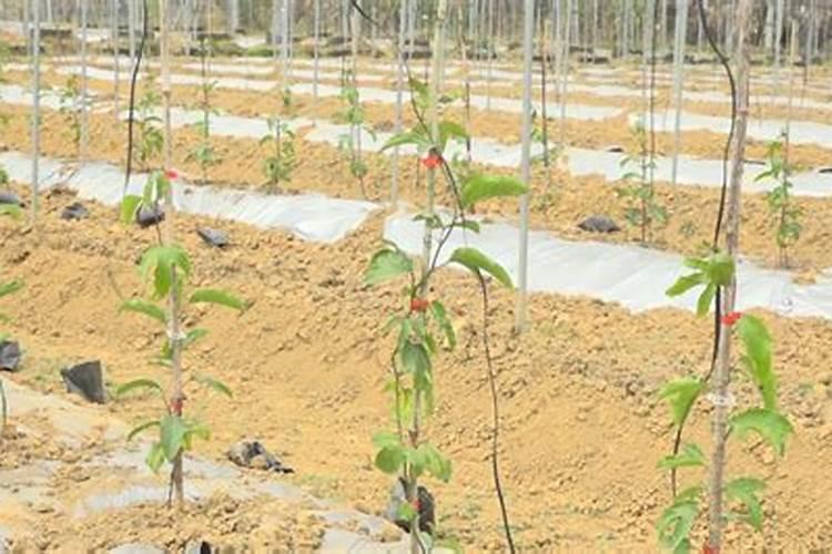 果树苗定植多久上肥 果树苗定植几天后施肥最佳