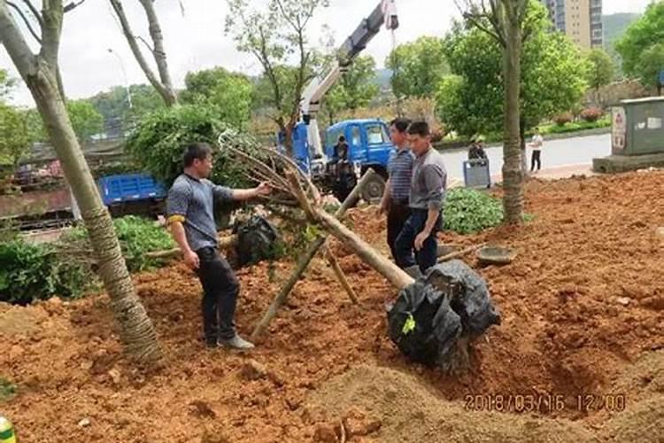 葡萄树移栽后几天浇水？