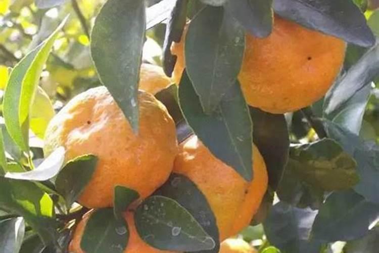 影响柑橘品质的问题有哪些？